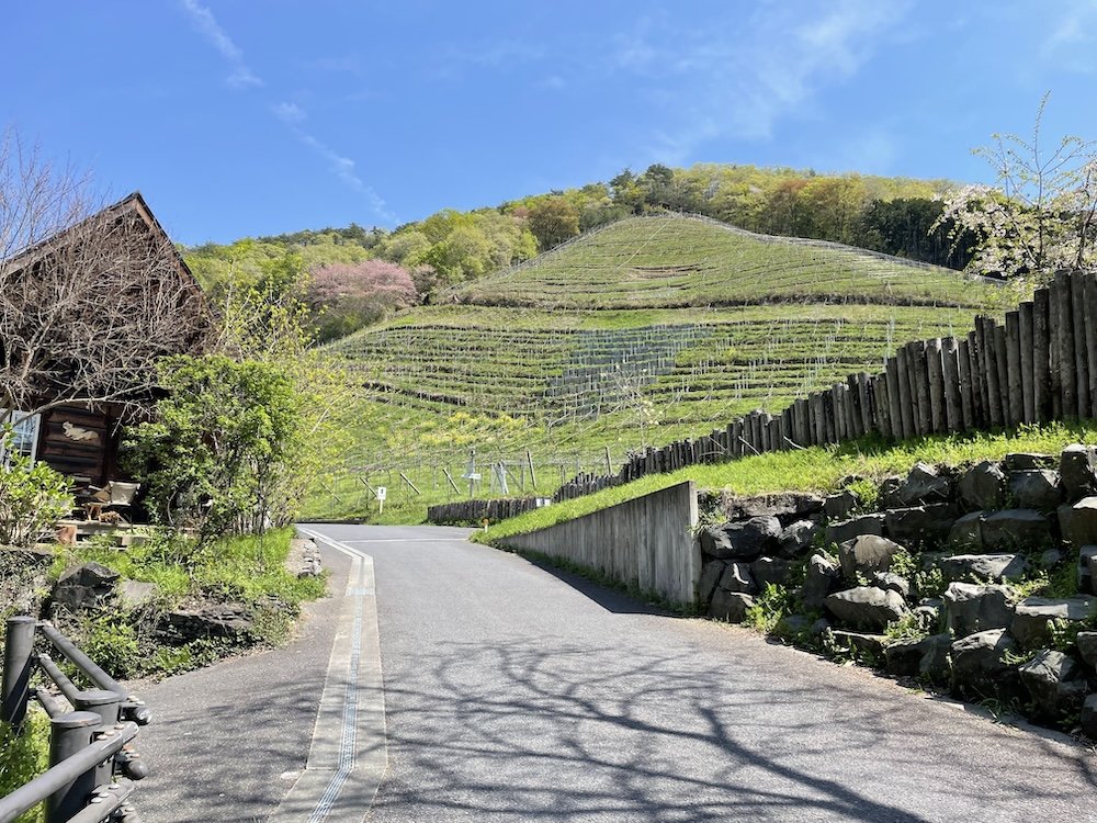 🍇 코코 팜 와이너리(코코 파무 와이나리) 이미지 6